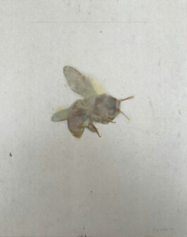 Atelier Michael Woolworth